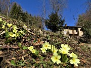 30 Primula vulgaris (Primule comuni) alla Ca' Fenii